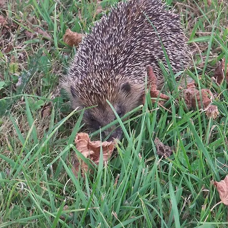 De L'aumondiere Condé-sur-Noireau