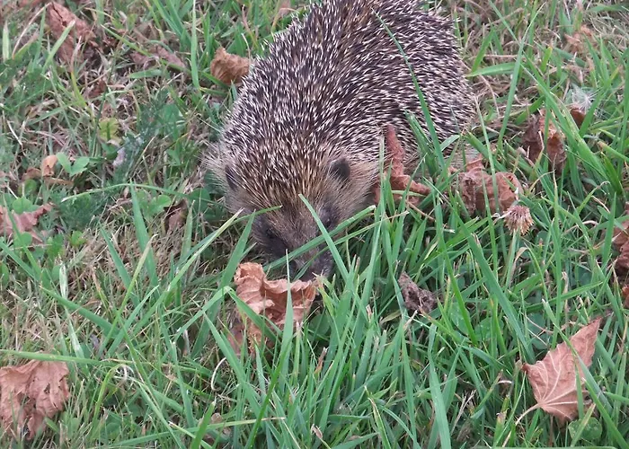 De L'aumondière Condé-sur-Noireau